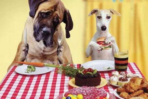 娱乐吃瓜养狗视频在线观看  第2张